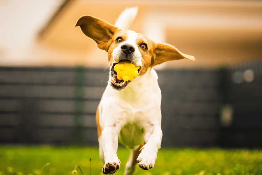 dog playing outside and running with a yellow ball during daycare